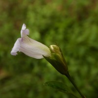 Strobilanthes deflexa T.Anderson